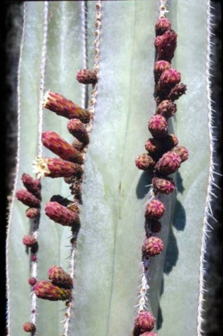 Pachycereus_marginatus